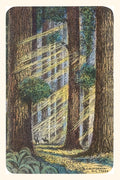 Vintage Journal Sunbeams and Redwoods